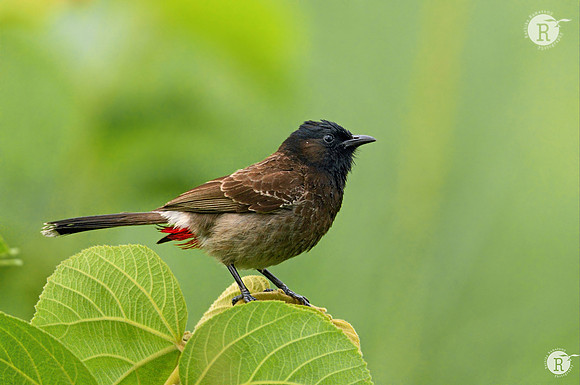 Red-vented bulbul (Pycnonotus cafer)_BID1183