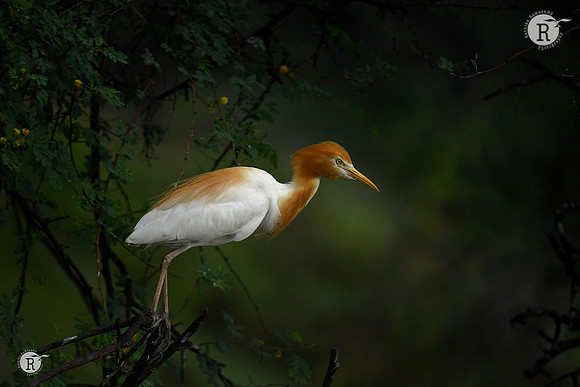 Egret_BID3589