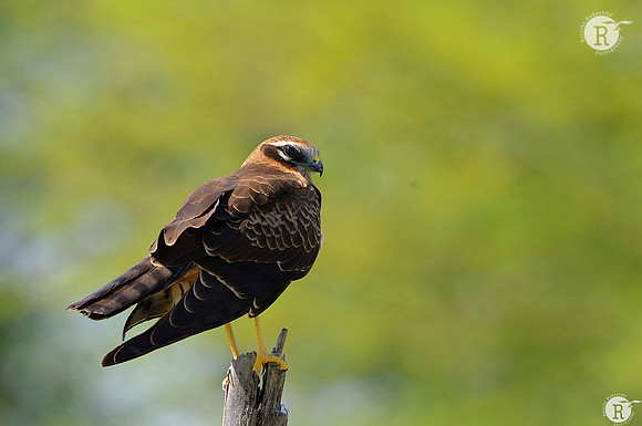 Montagu's harrier (Circus pygargus)_D4R2612