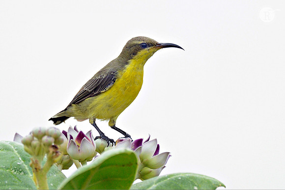 Purple Sunbird (Cinnyris asiaticus)_D4R0188