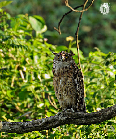 Tawny Fish-owl