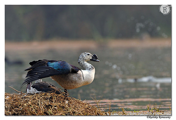Comb Duck(Sarkidiornis melanotos)_DD31983