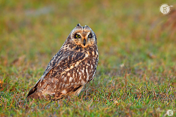 Short-eared owl (Asio flammeus)_D559445