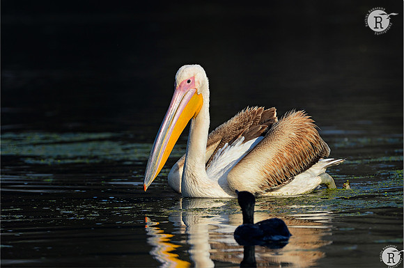 Juv,Rosy Pelican_D4R2759