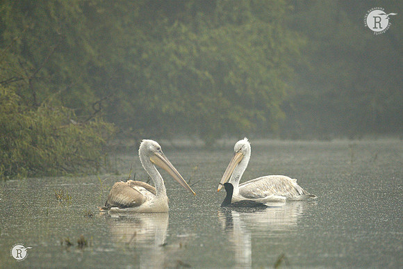 Pelican-Photobomb_D4R8515