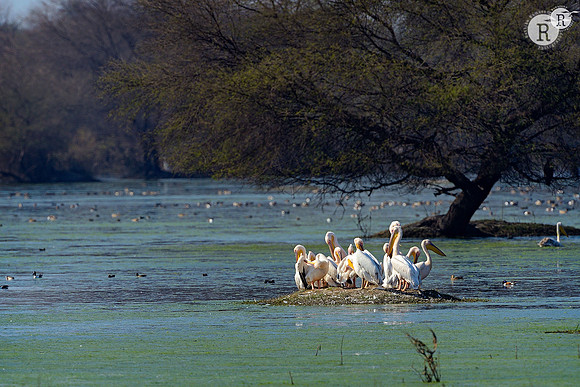 Pelican_D4R2144