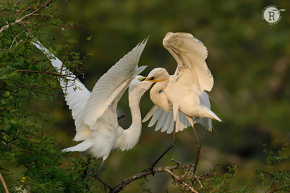Egret_D501517