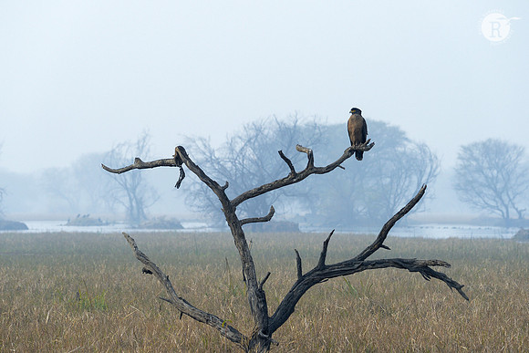 Bharatpur morning_D4R4495
