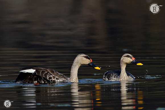 Spot-billed duck (Anas poecilorhyncha)_D4R2872