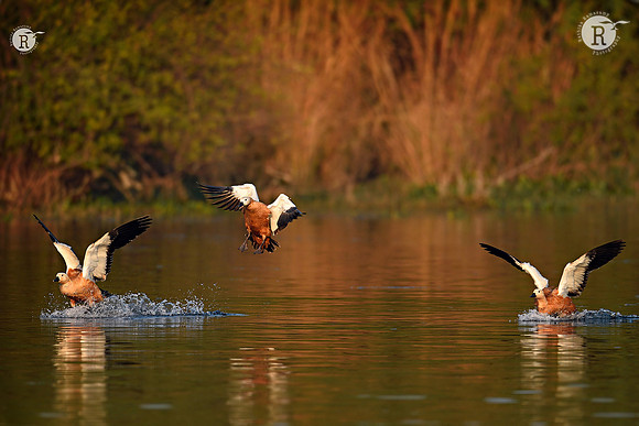 Ruddy shelduck (Tadorna ferruginea)_D4S3970