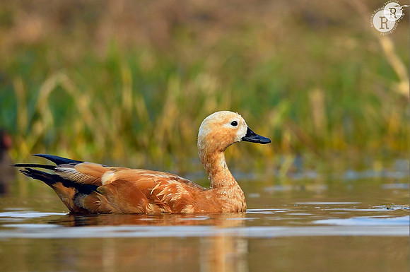 Ruddy shelduck (Tadorna ferruginea)__D4S2358