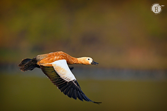 Ruddy shelduck (Tadorna ferruginea)_D4S2240