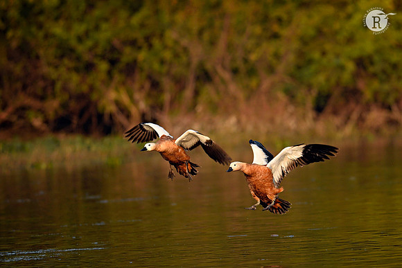Ruddy shelduck (Tadorna ferruginea)_D4S3966