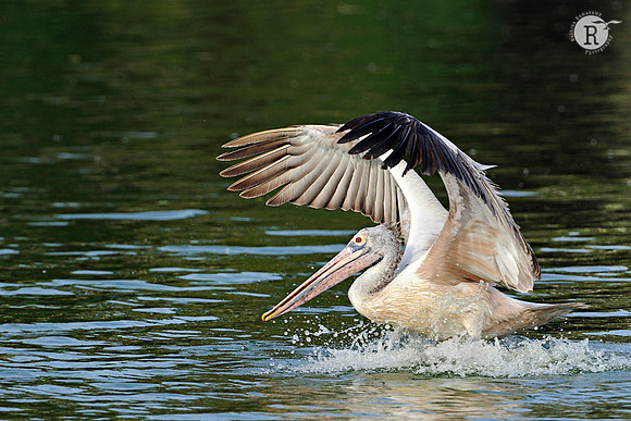 Landing-Spot bill Pewlican