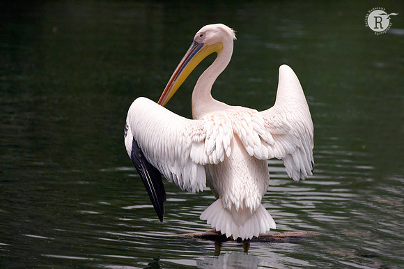 White Pelican