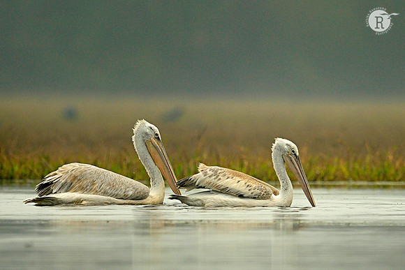 Dalmatian pelican (Pelecanus crispus)