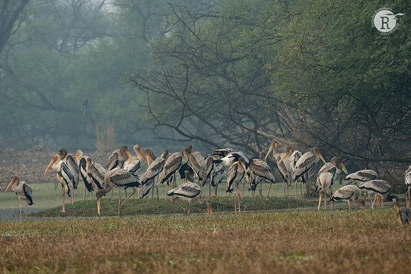 Painted stork (Mycteria leucocephala)_D553856