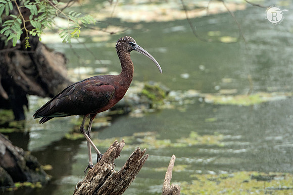Glossy ibis (Plegadis falcinellus)_D552223