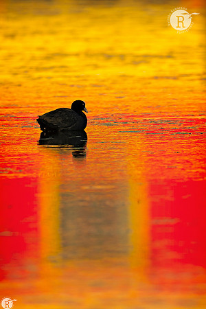Eurasian coot (Fulica atra)_RAD6589