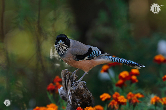 Black headed jay_DD30336