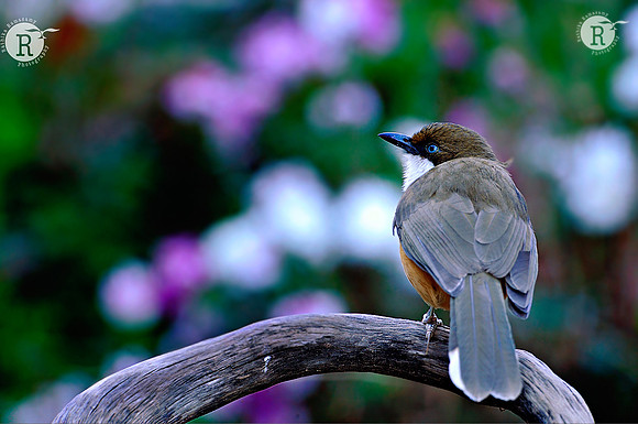 White-throated Laughingthrush (Garrulax albogularis)