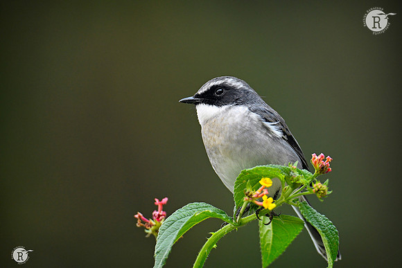 Grey bushchat