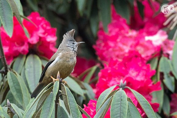 Stripe-throated yuhina (Yuhina gularis)_SIK2619