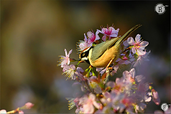 Black-throated bushtit (Aegithalos concinnus)_BID8497(1)