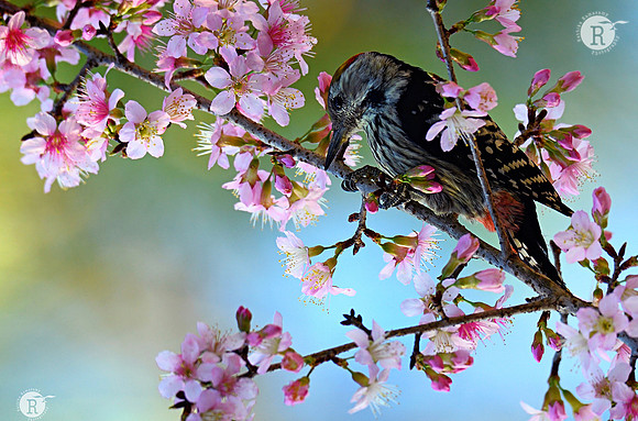 Brown-fronted woodpecker (Dendrocoptes auriceps)_BID8611