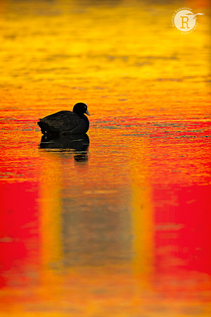 Common Coot_RAD6589