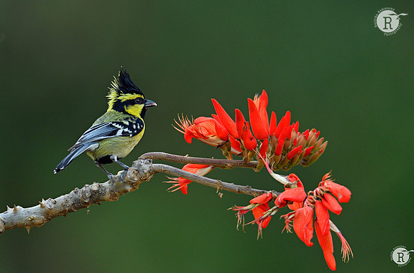 Himalayan black-lored tit (Machlolophus xanthogenys)_COR3374_01