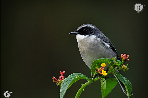 Grey bush chat (Saxicola ferreus)_BID8319