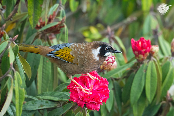 Black-faced laughingthrush (Trochalopteron affine)