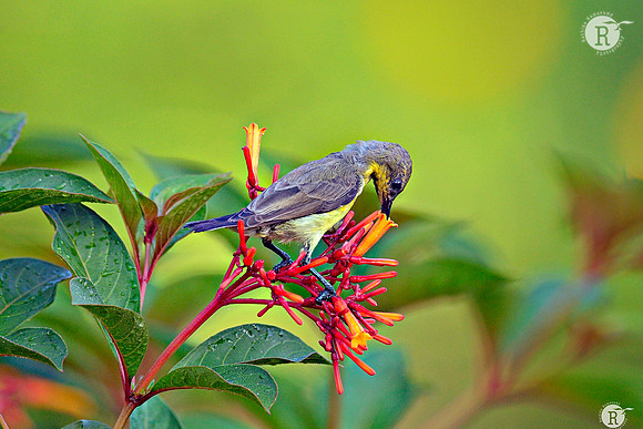 Purple Sunbird