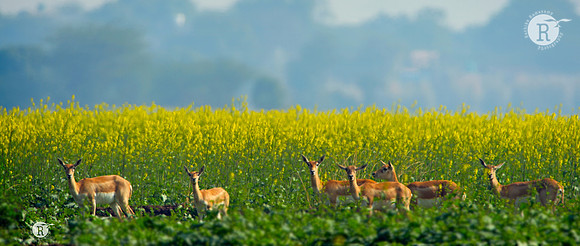 blackbuck_D4R7560