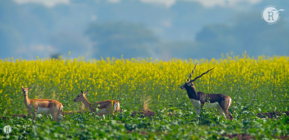 Blackbuck_D4R7564