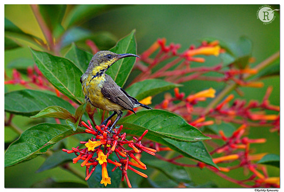 Purple sunbird (Cinnyris asiaticus)_D4R7829
