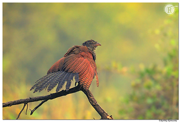 Greater coucal (Centropus sinensis)_BID0022