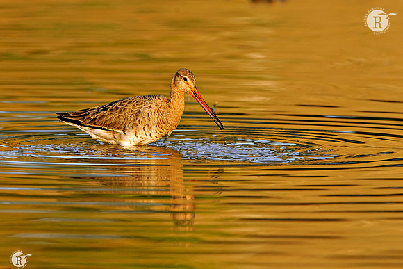 Black-tailed Godwit(Limosa limosa)