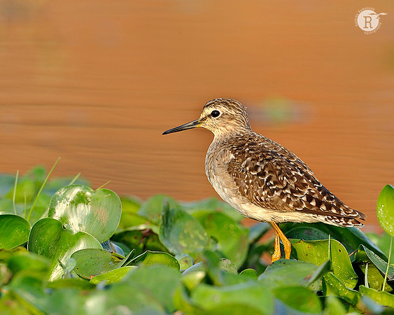 Wood sandpiper(Tringa glareola)_DD35346 - Copy