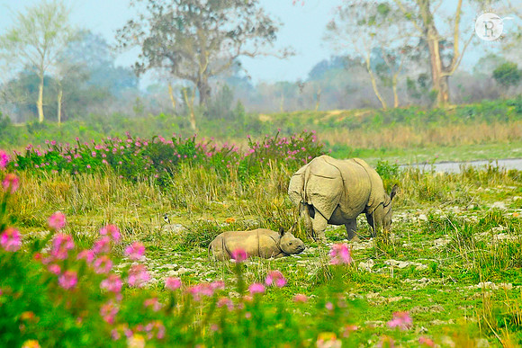 1-Baby Rhino-Mom
