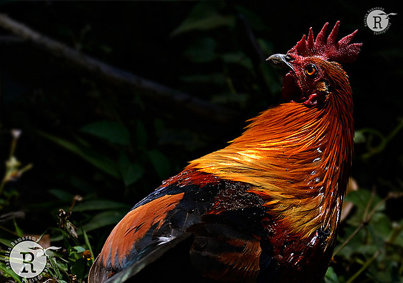 Red-Junglefowl-(Gallus-gallus)_D4R4979