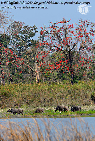 Wild-buffalo