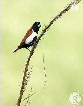 Black headed munia