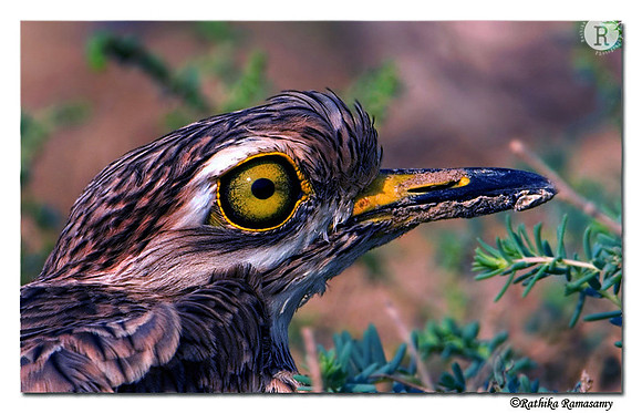 Eurasian Thick-knee(Burhinus oedicnemus)