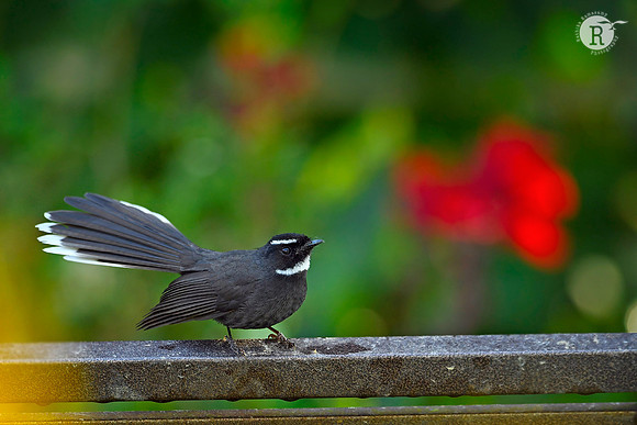 White browed fantail_D551058