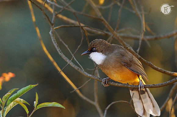 White-throated Laughingthrush (Garrulax albogularis)_DD30497
