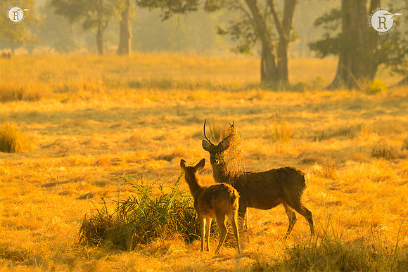 Barasingha _D556350