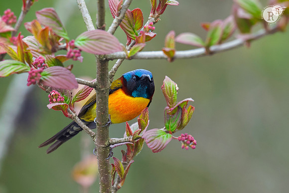 Web-Green-tailed sunbird (Aethopyga nipalensis)_SIK3561