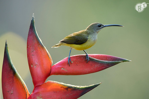 Little spiderhunter (Arachnothera longirostra)